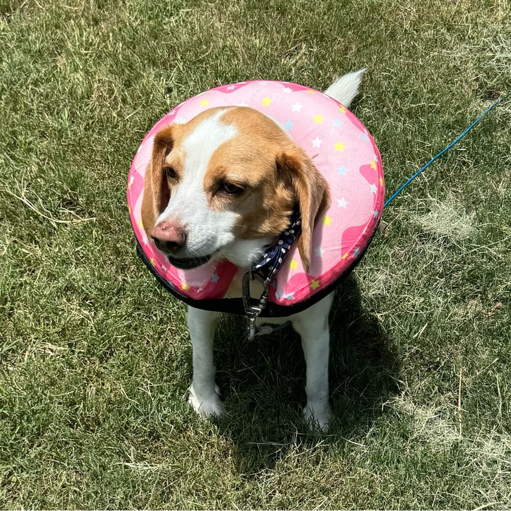 Ducks-Dogs and Cats Donut Inflatable Collar Pet Soft Recovery E-Collar cone - Picture 7 of 7